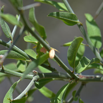 Ziziphus obtusifolia, Lotebush